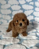 Daisy , a female Maltipoo and Poodle - Toy  for sale in Lake Elsinore, CA – Photo 2 of 2