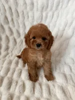 Bear, a male Maltipoo and Poodle - Toy  for sale in Lake Elsinore, CA – 1 of 2