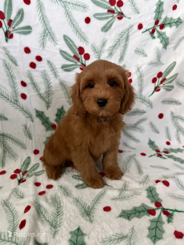 Teddy – Maltipoo, Poodle - Toy  puppy for sale in Murrieta, CA