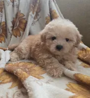 Lily, a female Maltipoo and Poodle - Toy  for sale in Lake Elsinore, CA – 2 of 2