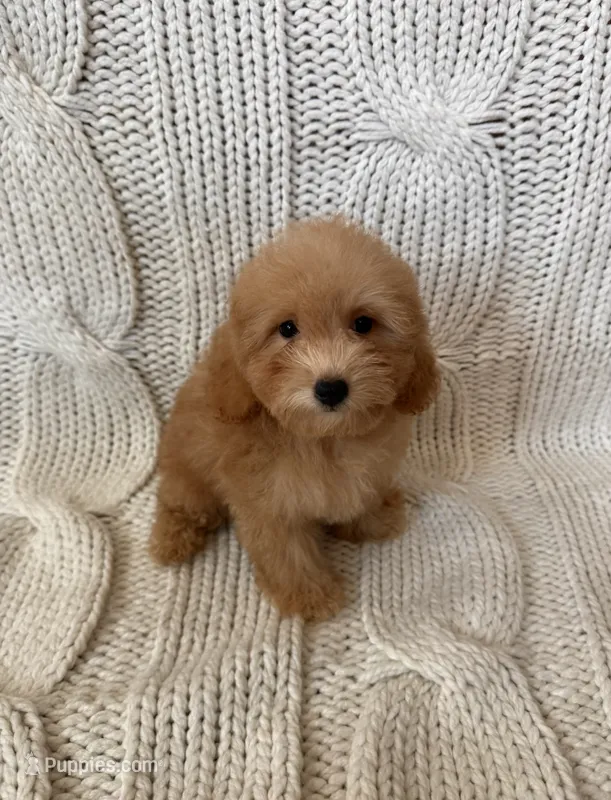 Milo – Maltipoo, Poodle - Toy  puppy for sale in Murrieta, CA