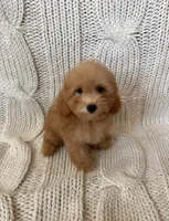 Milo, a male Maltipoo and Poodle - Toy  for sale in Murrieta, CA – 1 of 2