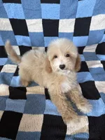 Bear, a male Goldendoodle and Miniature Goldendoodle for sale in Lake Elsinore, CA – 2 of 2