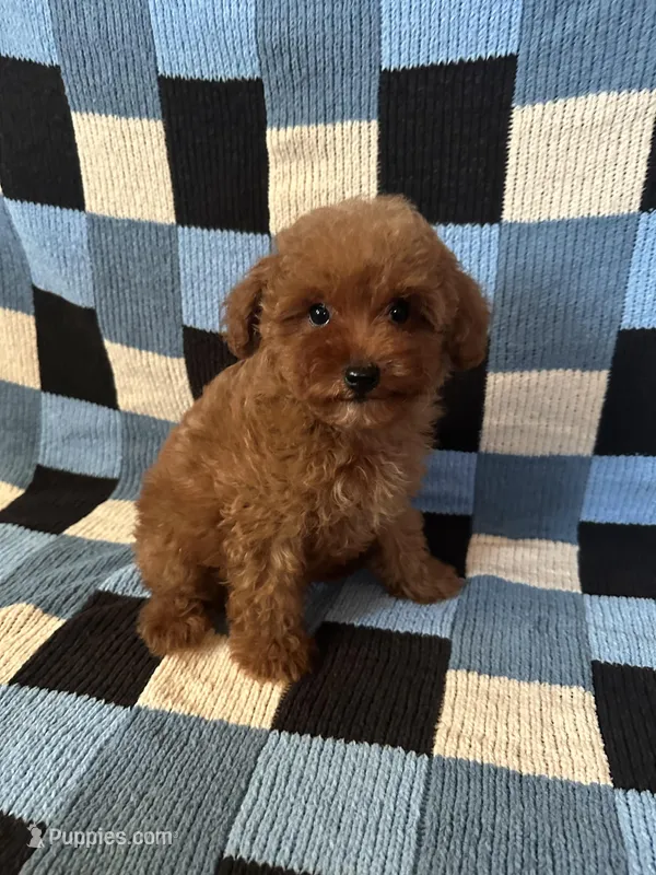 Teddy – Maltipoo, Poodle - Toy  puppy for sale in Lake Elsinore, CA