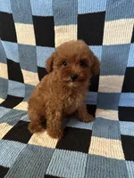Teddy, a male Maltipoo and Poodle - Toy  for sale in Lake Elsinore, CA – Photo 1 of 2