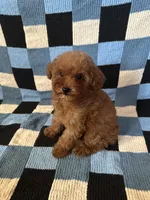 Teddy, a male Maltipoo and Poodle - Toy  for sale in Lake Elsinore, CA – Photo 2 of 2