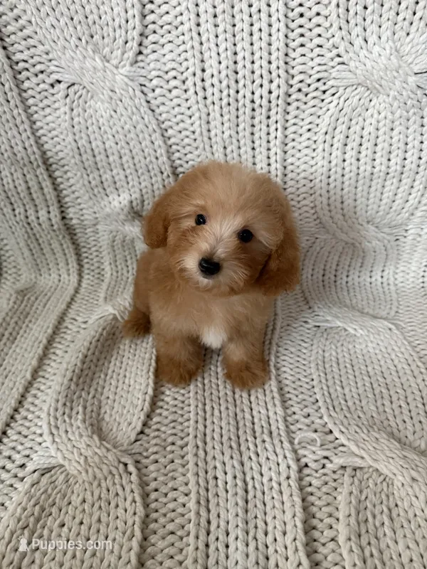 Marley – Maltipoo, Poodle - Toy  puppy for sale in Lake Elsinore, CA