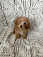 Marley, a male Maltipoo and Poodle - Toy  for sale in Lake Elsinore, CA – 1 of 2