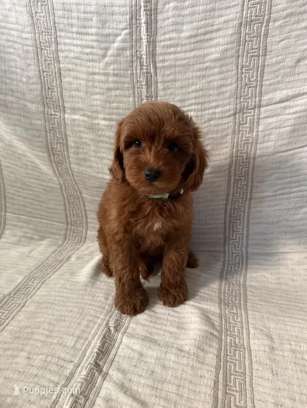Teddy – Maltipoo, Poodle - Toy  puppy for sale in Murrieta, CA