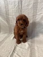 Teddy, a male Maltipoo and Poodle - Toy  for sale in Murrieta, CA – 1 of 2