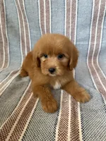 Marley, a male Maltipoo and Poodle - Toy  for sale in Lake Elsinore, CA – 2 of 2