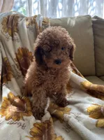 Marley, a male Goldendoodle and Miniature Goldendoodle for sale in Lake Elsinore, CA – 2 of 3