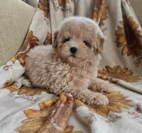 Max, a male Maltipoo and Poodle - Toy  for sale in Lake Elsinore, CA – 2 of 2