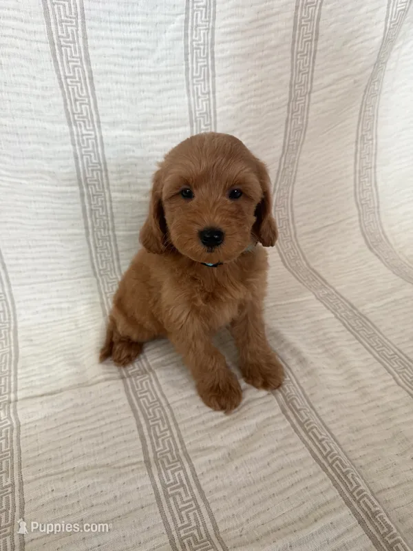 Milo – Maltipoo, Poodle - Toy  puppy for sale in Murrieta, CA