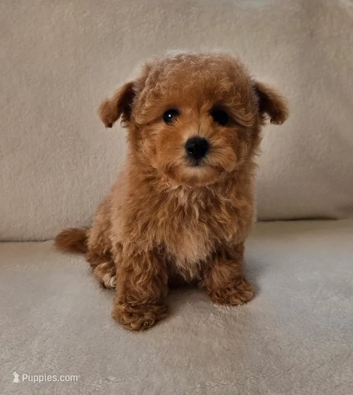 Luna – Maltipoo, Poodle - Toy  puppy for sale in Lake Elsinore, CA
