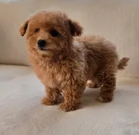 Luna, a female Maltipoo and Poodle - Toy  for sale in Lake Elsinore, CA – Photo 2 of 2