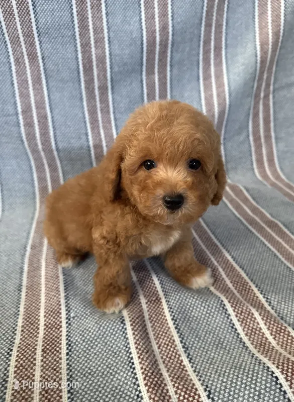 Max – Maltipoo, Poodle - Toy  puppy for sale in Lake Elsinore, CA