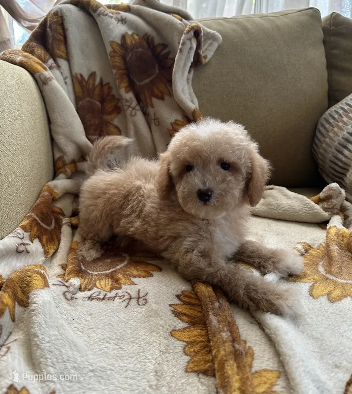 Bear – Maltipoo, Poodle - Toy  puppy for sale in Lake Elsinore, CA