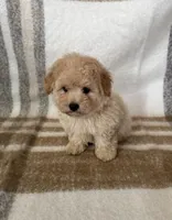 Buddy, a male Maltipoo and Poodle - Toy  for sale in Murrieta, CA – 2 of 2