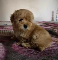Lulu, a female Maltipoo and Poodle - Toy  for sale in Lake Elsinore, CA – 2 of 2
