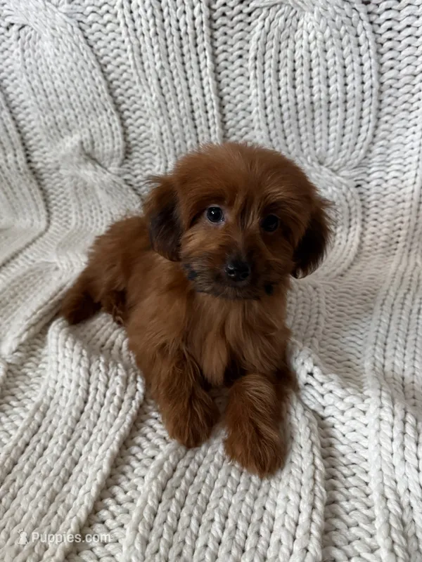 Luna – Maltipoo, Poodle - Toy  puppy for sale in Lake Elsinore, CA