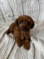 Luna, a female Maltipoo and Poodle - Toy  for sale in Lake Elsinore, CA – 1 of 2