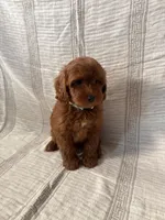 Teddy, a male Maltipoo and Poodle - Toy  for sale in Murrieta, CA – 2 of 2