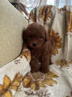 Teddy, a male Maltipoo and Poodle - Toy  for sale in Lake Elsinore, CA – 2 of 2