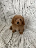 Teddy, a male Maltipoo and Poodle - Toy  for sale in Lake Elsinore, CA – 2 of 2