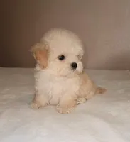 Bear, a male Maltipoo and Poodle - Toy  for sale in Lake Elsinore, CA – Photo 2 of 2