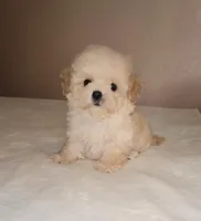 Bear, a male Maltipoo and Poodle - Toy  for sale in Lake Elsinore, CA – Photo 1 of 2