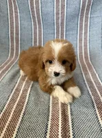 Gigi, a female Maltipoo and Poodle - Toy  for sale in Lake Elsinore, CA – 2 of 2