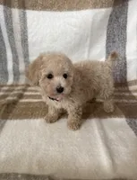 Daisy, a female Maltipoo and Poodle - Toy  for sale in Murrieta, CA – 2 of 2