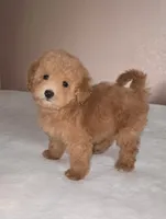 Teddy, a male Maltipoo and Poodle - Toy  for sale in Lake Elsinore, CA – Photo 2 of 2