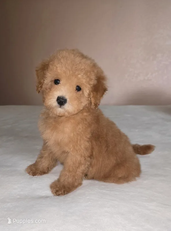Teddy – Maltipoo, Poodle - Toy  puppy for sale in Lake Elsinore, CA