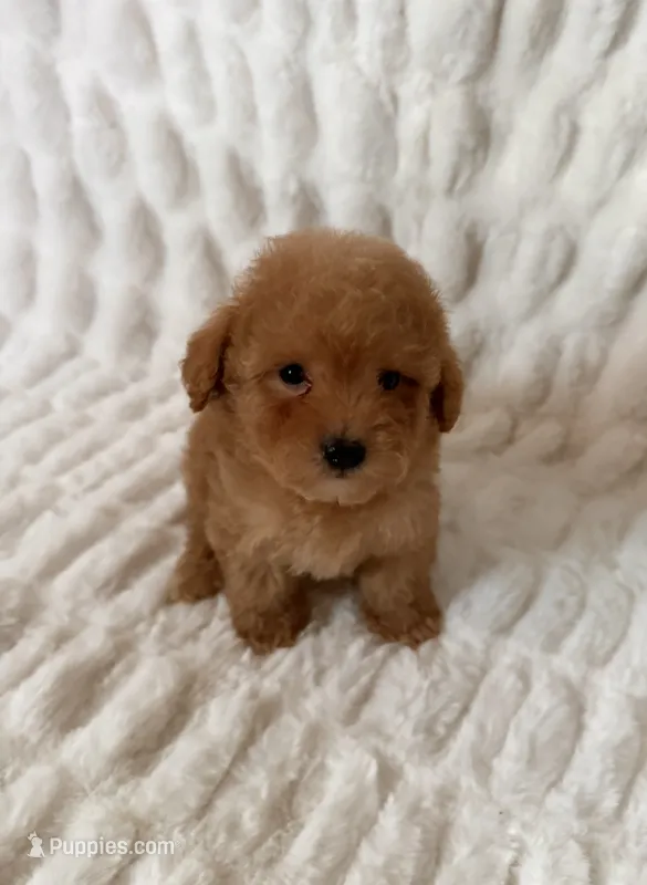 Teddy – Maltipoo, Poodle - Toy  puppy for sale in Lake Elsinore, CA