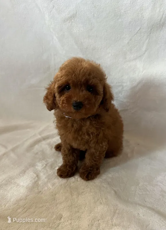 Daisy – Maltipoo, Poodle - Toy  puppy for sale in Lake Elsinore, CA