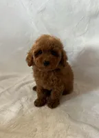 Daisy, a female Maltipoo and Poodle - Toy  for sale in Lake Elsinore, CA – 1 of 2