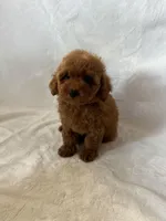 Daisy, a female Maltipoo and Poodle - Toy  for sale in Lake Elsinore, CA – 2 of 2