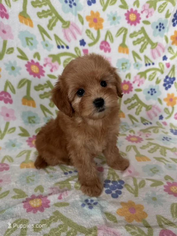 Daisy – Maltipoo, Poodle - Toy  puppy for sale in Lake Elsinore, CA