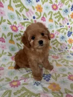 Daisy, a female Maltipoo and Poodle - Toy  for sale in Lake Elsinore, CA – Photo 1 of 2