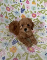 Daisy, a female Maltipoo and Poodle - Toy  for sale in Lake Elsinore, CA – Photo 2 of 2