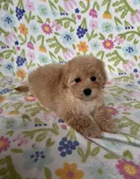 Lulu, a female Maltipoo and Poodle - Toy  for sale in Lake Elsinore, CA – Photo 2 of 2