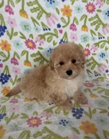 Lulu, a female Maltipoo and Poodle - Toy  for sale in Lake Elsinore, CA – Photo 1 of 2