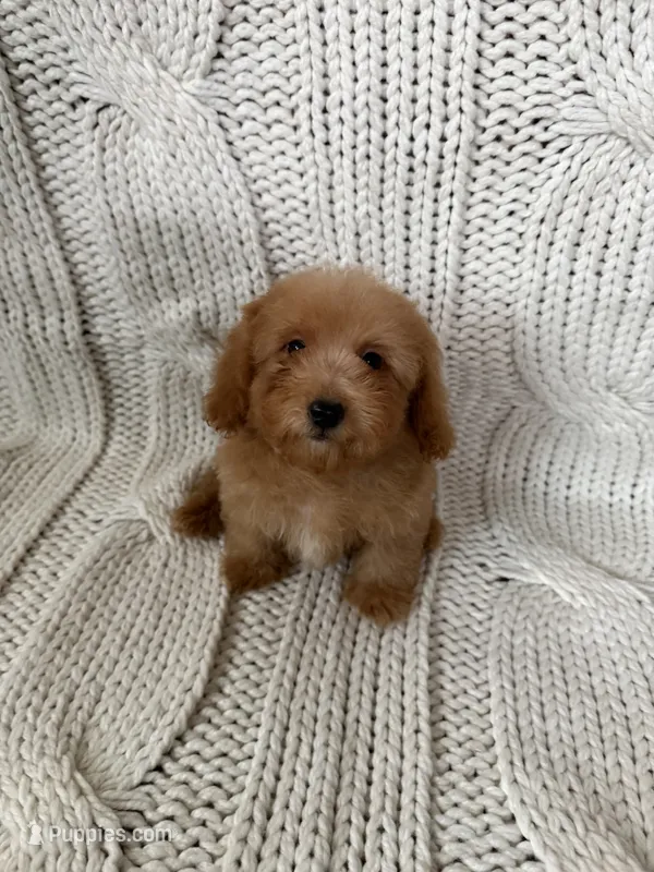 Teddy  – Maltipoo, Poodle - Toy  puppy for sale in Lake Elsinore, CA