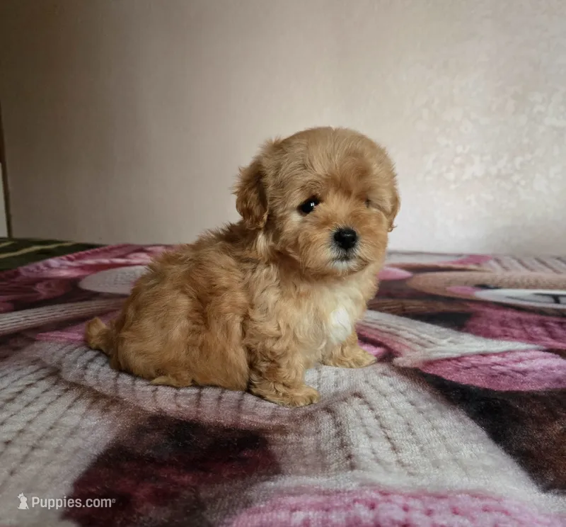 Lulu – Maltipoo, Poodle - Toy  puppy for sale in Lake Elsinore, CA