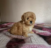 Lulu, a female Maltipoo and Poodle - Toy  for sale in Lake Elsinore, CA – 1 of 2