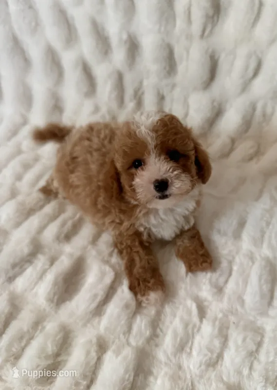 Daisy – Maltipoo, Poodle - Toy  puppy for sale in Lake Elsinore, CA