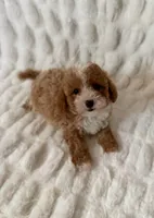 Daisy, a female Maltipoo and Poodle - Toy  for sale in Lake Elsinore, CA – 1 of 2