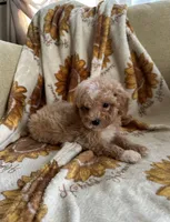 Lulu, a female Maltipoo and Poodle - Toy  for sale in Lake Elsinore, CA – 2 of 2